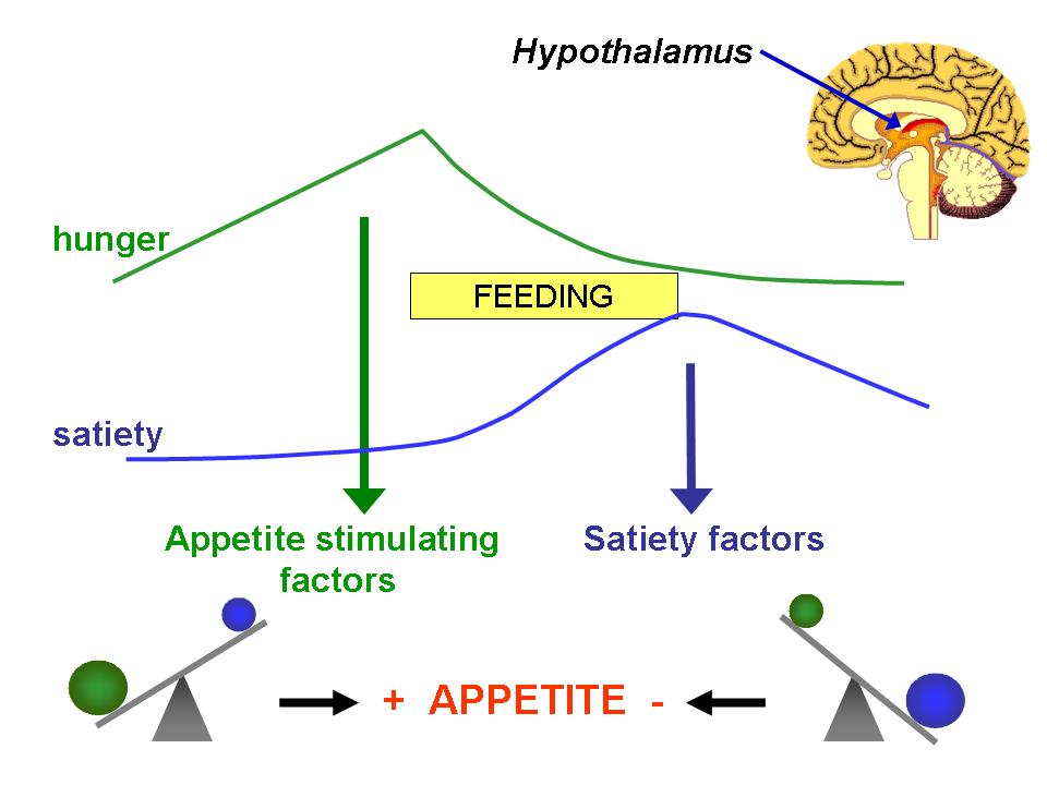 Appetite.jpg