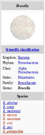 Brucella tax1.jpg