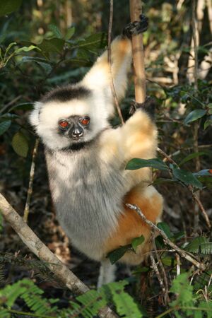 Sifaka1.jpg