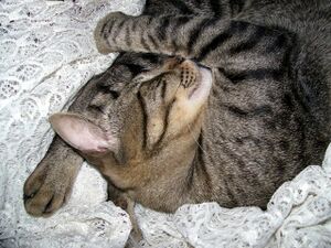 Cat sleeping2.jpg