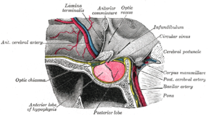 Grays pituitary.png