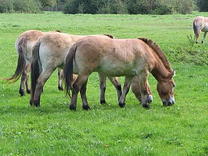 Przewalski 26-9-2004-2.jpg