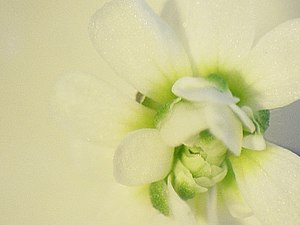Arabidopsis mutants.jpg