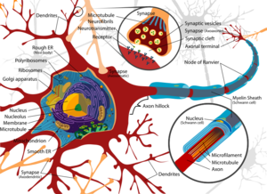 Complete neuron cell diagram.svg.png