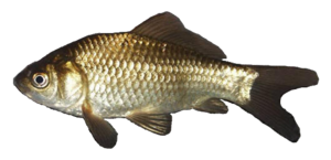 Juvenilegoldfish.png