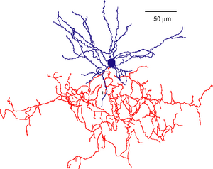 Mouse Chandelier cell.png