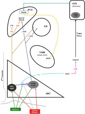 Hypothalamic Pathways.jpg