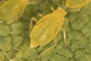 Soybean Aphid2.jpg