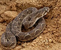 Saw-scaled viper, E. carinatus