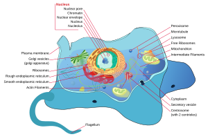 Animal cell structure en.svg