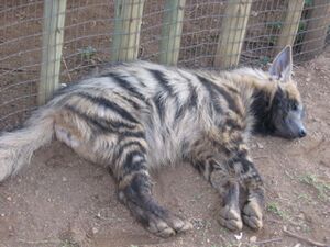 Striped hyaena laying down.jpg