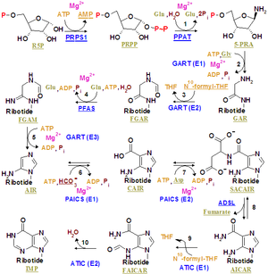 Nucleotides syn1.png