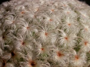 Mammillaria aff. herrerae.jpg