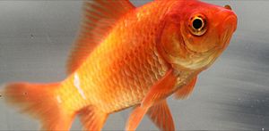 Common Goldfish