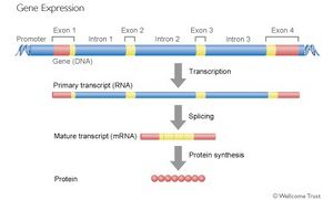 GENe expression.jpg