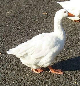 Random white goose.