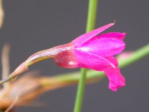 Isabelia pulchella lateral.jpg