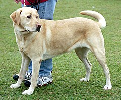 Pair of very different dogs ex.Gr.Dane and Chiuaua two breeds of the domestic dog