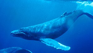 Humpback Whale underwater shot.jpg