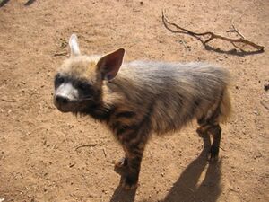 Striped hyaena juvenile.jpg