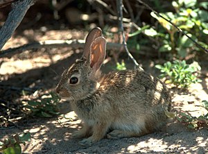 Sylvilagus audubonii.jpg