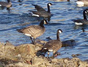 Canada geese? The ones I'm used to are way taller.