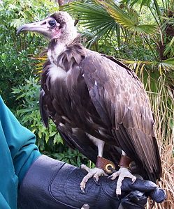 A hooded vulture...