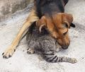 Dog and Cat