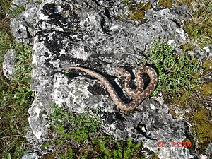 Vipera ammodytes 2.jpg