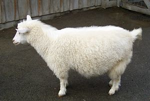 A Pygora, Oregon's own locally invented goat.