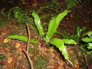 Asplenium scolopendrium.JPG