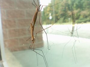 Two crane flies reproducing.jpg