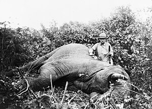 Roosevelt safari elephant.jpg