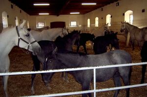 Young lipizzaner.jpg