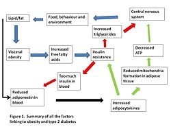 Diabesity.jpg