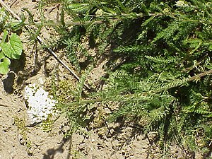 Achillea asplenifolia1.jpg