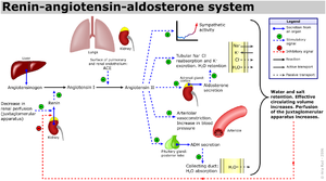 Renin-angiotensin-aldosterone system.png