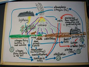 Nitrogen cycle.jpg