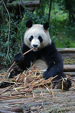 A Giant Panda eating bamboo at the Chengdu Research Base of Giant Panda Breeding, just outside Chengdu, Sichuan Province, China.(CC) Photo: Richard IJzermans