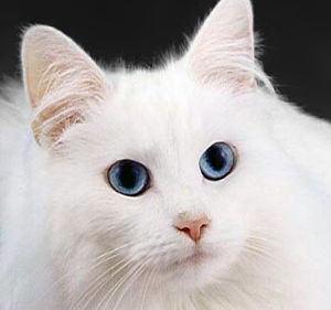 WhiteCat.jpg