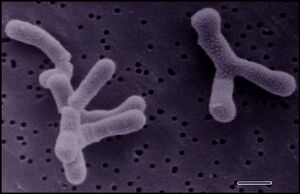 Bifidobacterium.jpg .jpg