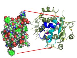 InsulinMonomer.jpg