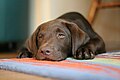 Labrador retriever, chocolate.jpg