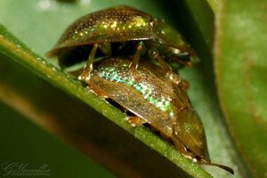 Mating tortoise beetles.jpg