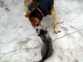 Dog and Cat