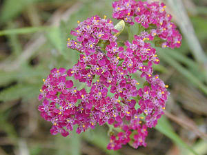 Achilleamillefolium2web.jpg