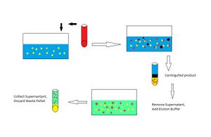 Batch adsorption.jpg