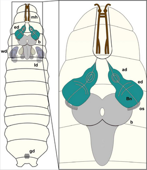 Drosophila brain schematic.png