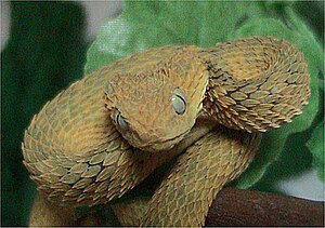 Variable bush viper.jpg