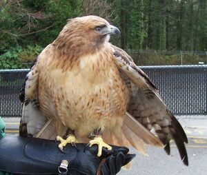 A red-tailed hawk from the front...